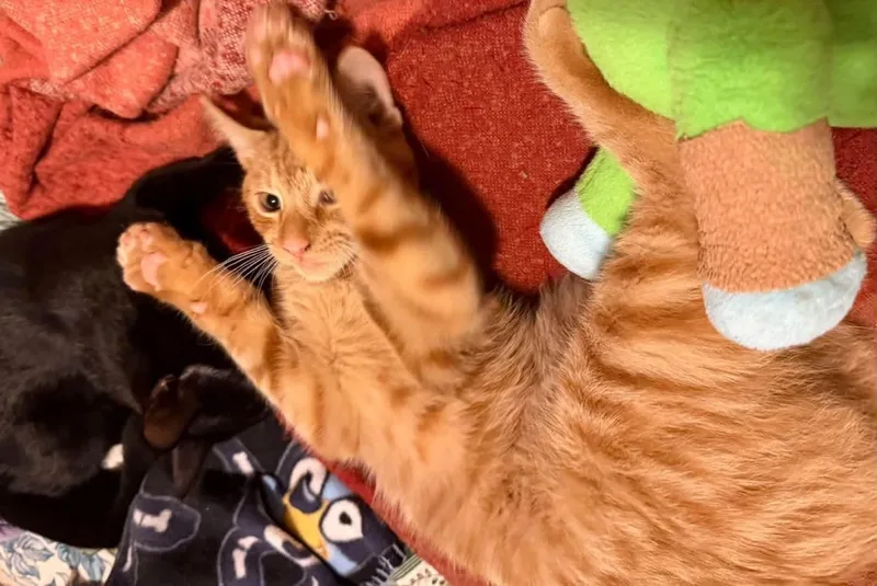 A baby medium-sized male Tabby (Orange / Red) Domestic Short Hair cat named Gabe for adoption in Mayfield, NY