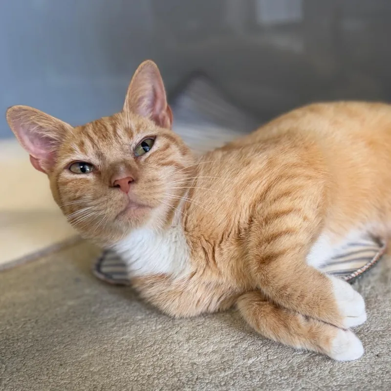 A senior medium-sized female Orange / Red Domestic Short Hair cat named Slushie for adoption in Fairfax Station, VA