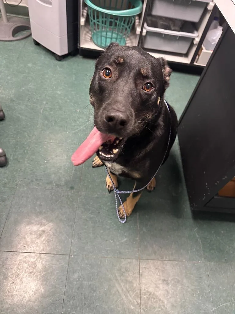 An adult large-sized male Mixed Breed dog named Mac for adoption in Jonesboro, AR