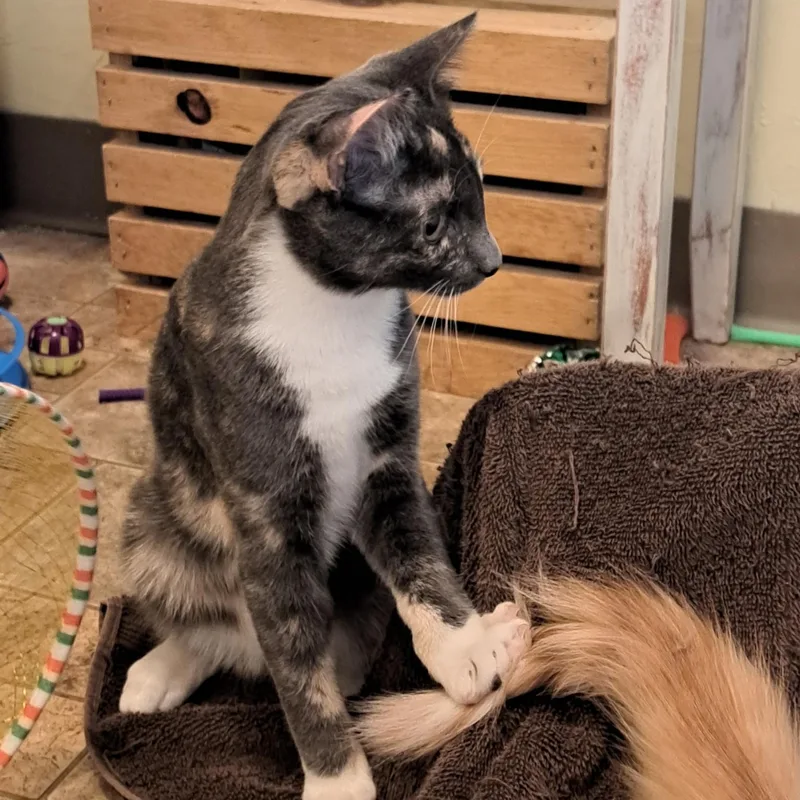 A baby medium-sized female Dilute Tortoiseshell cat named Denali for adoption in Pendleton, OR