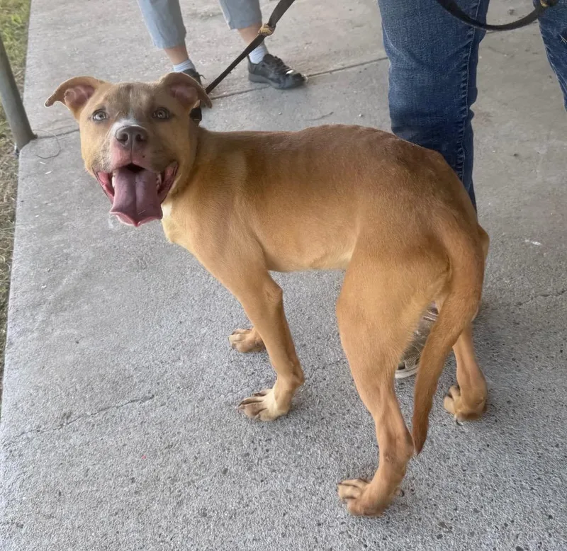 A young medium-sized female Mixed Breed dog named Jessie for adoption in Quinlan, TX
