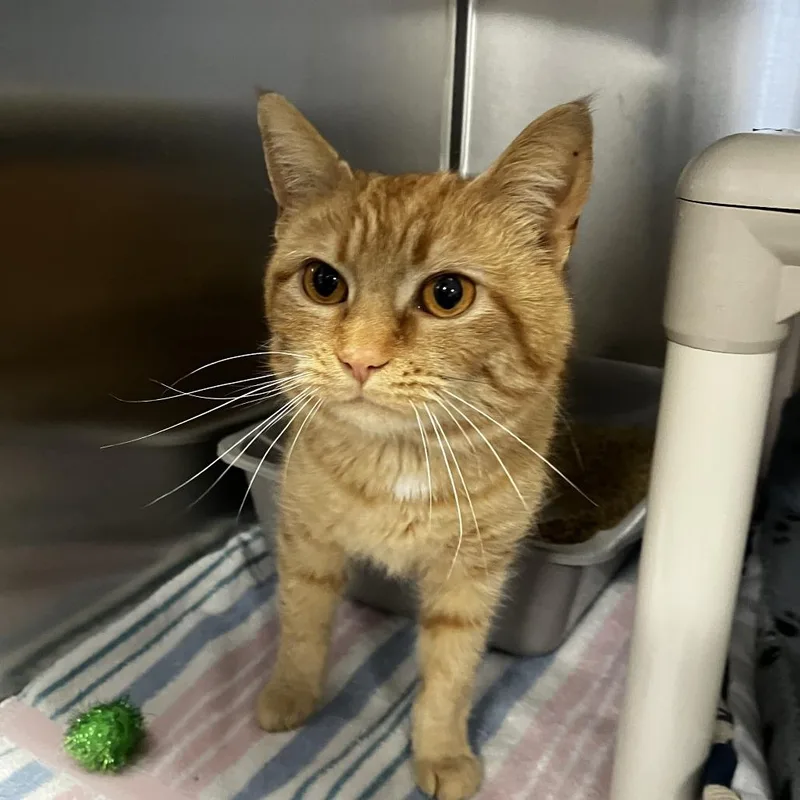 An adult medium-sized female Orange / Red Domestic Short Hair cat named Sequoia for adoption in Newark, DE