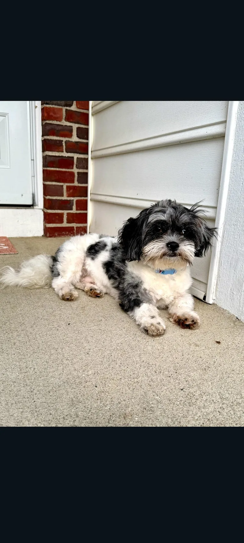 A baby small-sized male White / Cream Shih Tzu dog named Wilson for adoption in Lewis Center, OH