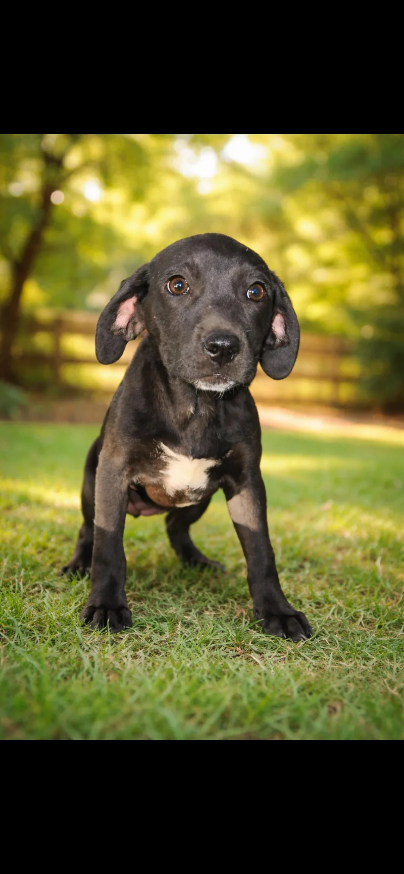 A young medium-sized female Black Labrador Retriever dog named Tortellini for adoption in Cordova, TN