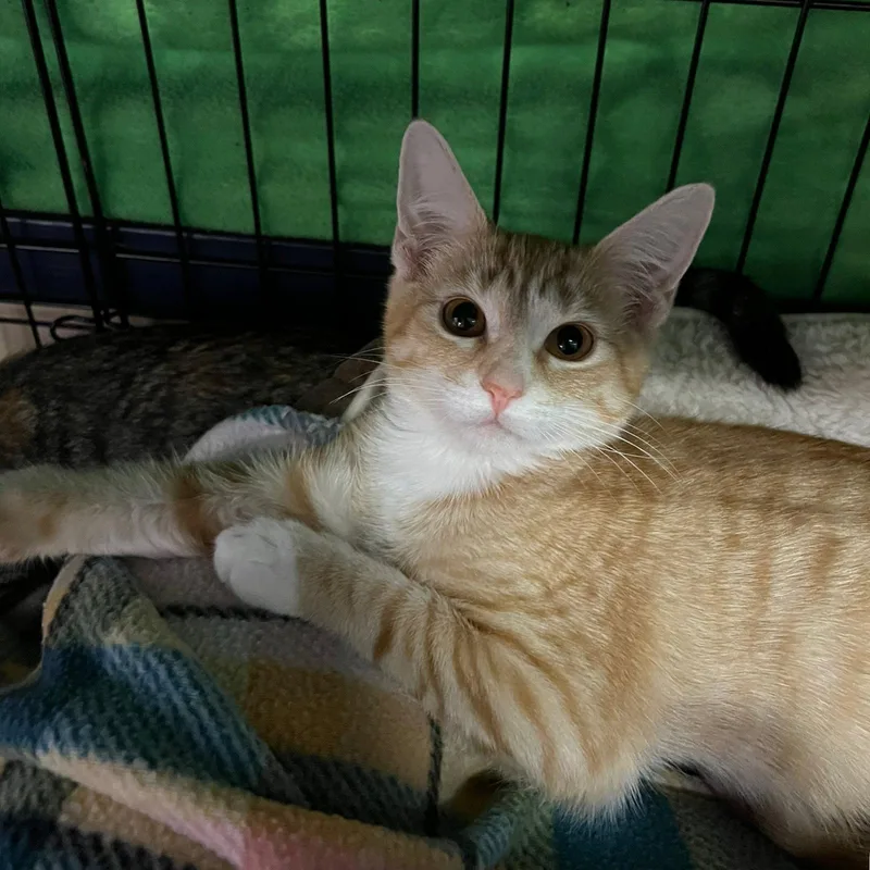 A baby medium-sized male Orange & White Domestic Short Hair cat named Elliott for adoption in Blasdell, NY