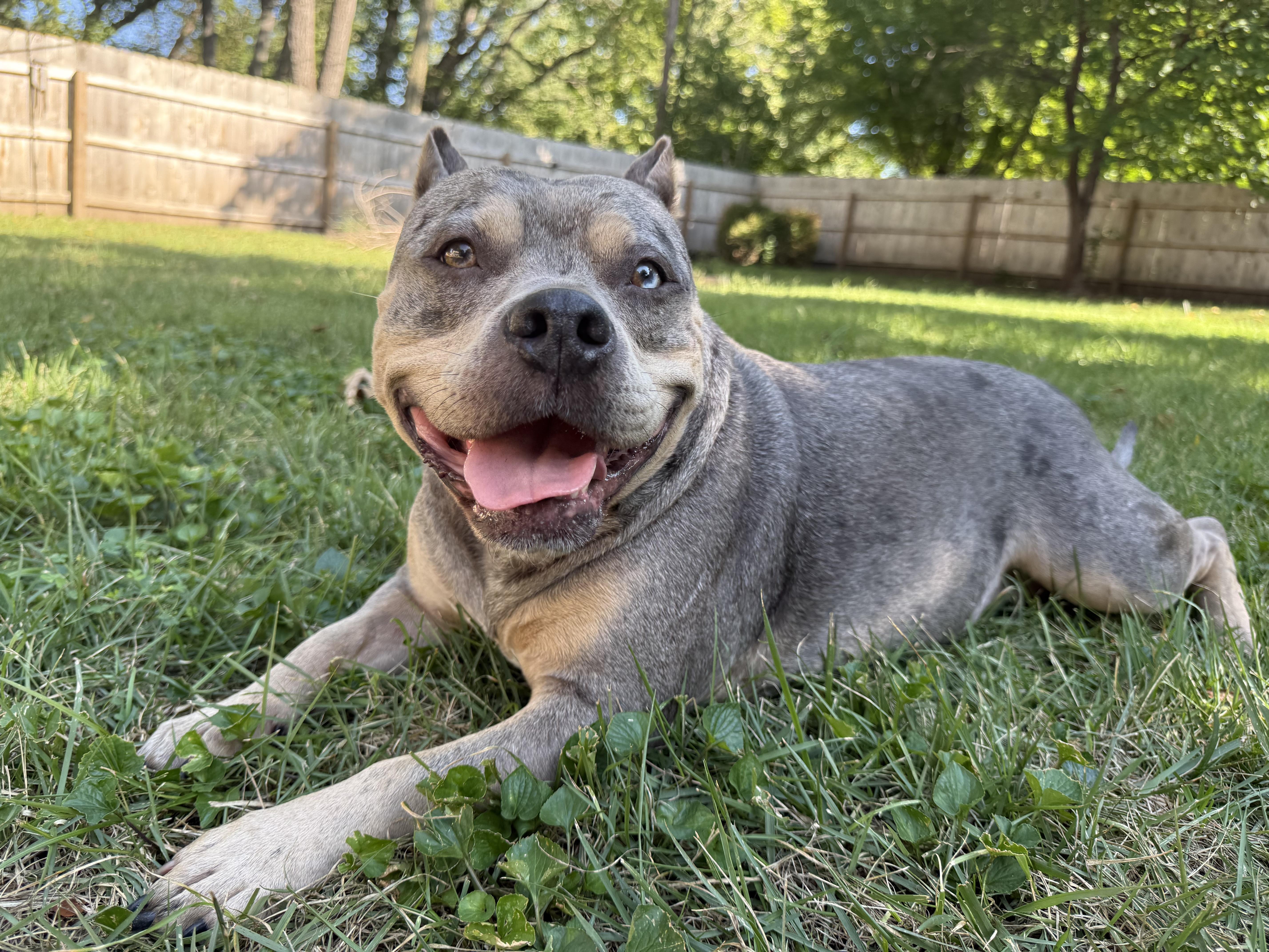 An adult large-sized female Brindle Pit Bull Terrier dog named Domino CL for adoption in Kansas City, MO