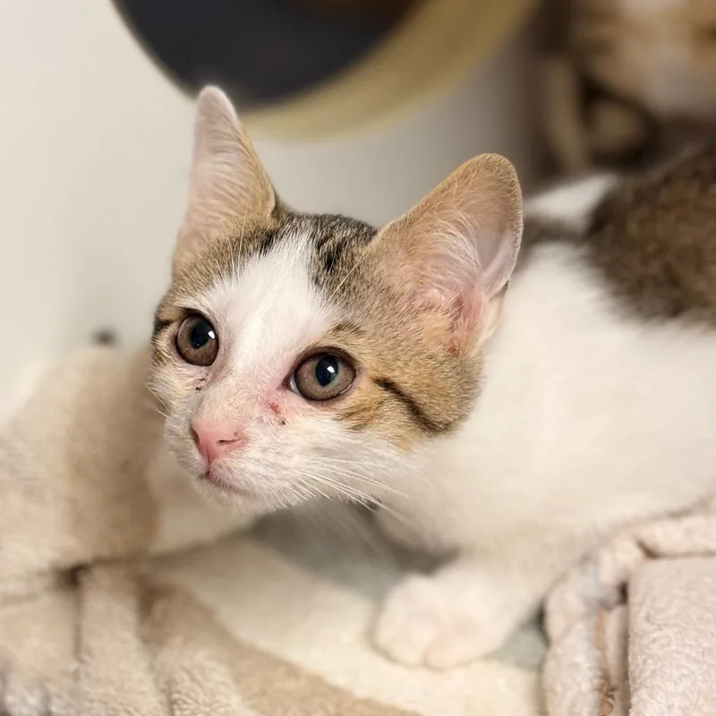A baby small-sized female Domestic Short Hair cat named Keren for adoption in Cumming, GA