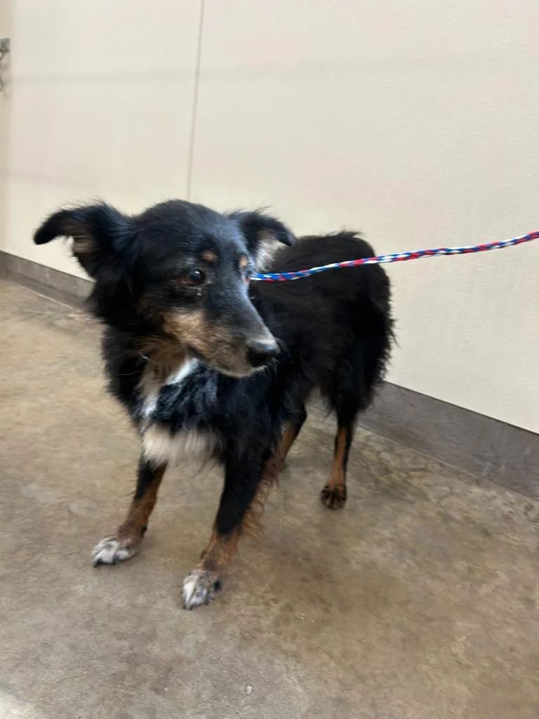 A senior medium-sized female Australian Shepherd dog named Dog Kennel for adoption in Greenville, TX