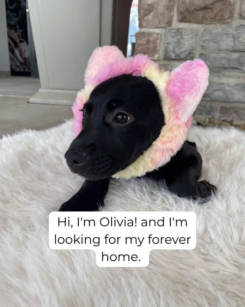 Olivia thumbnail 2
