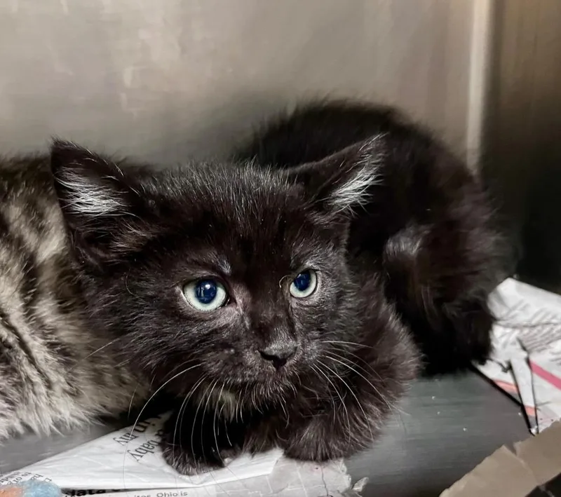 A baby medium-sized female Domestic Short Hair cat named Ice Spice for adoption in Cincinnati, OH