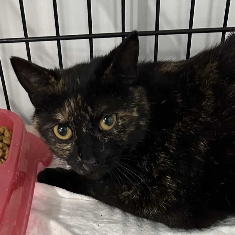 A young small-sized female Tortoiseshell Domestic Short Hair cat named Freya for adoption in Corbin, KY