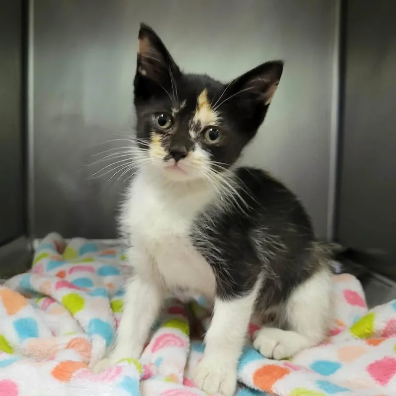 A baby small-sized female Black Domestic Short Hair cat named Sakura for adoption in Columbia, MO