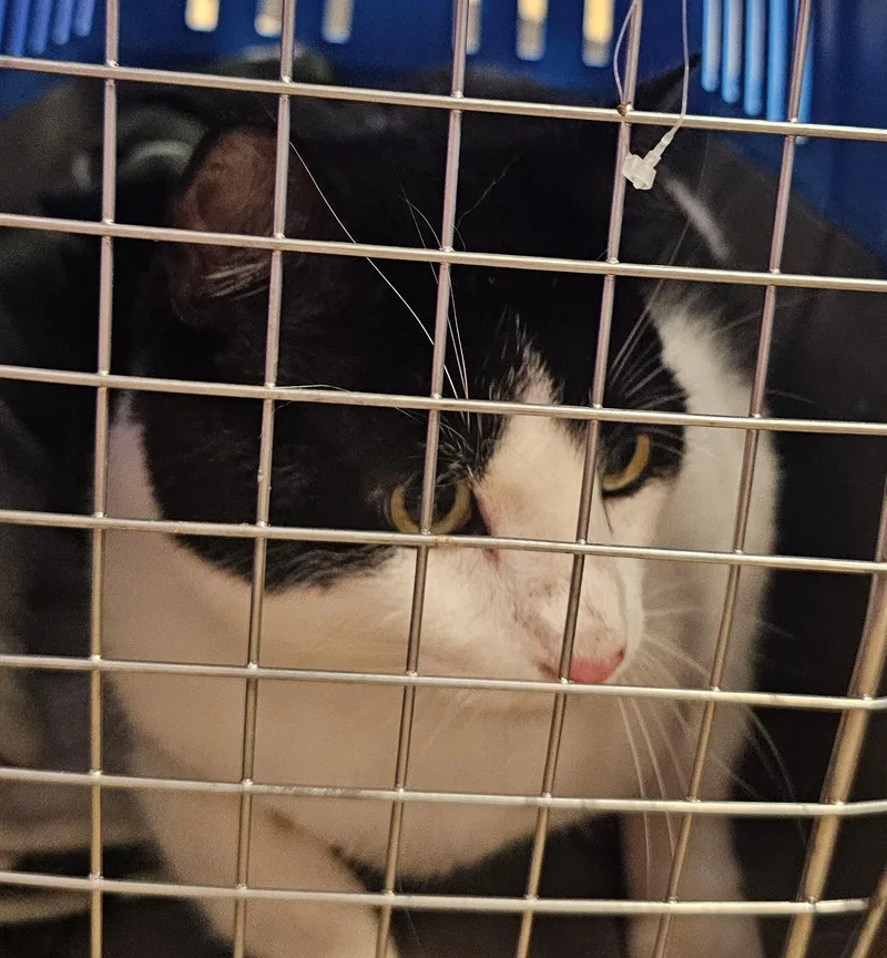 An adult large-sized male Black & White / Tuxedo Domestic Short Hair cat named Freddy Kreuger for adoption in Norwalk, CT