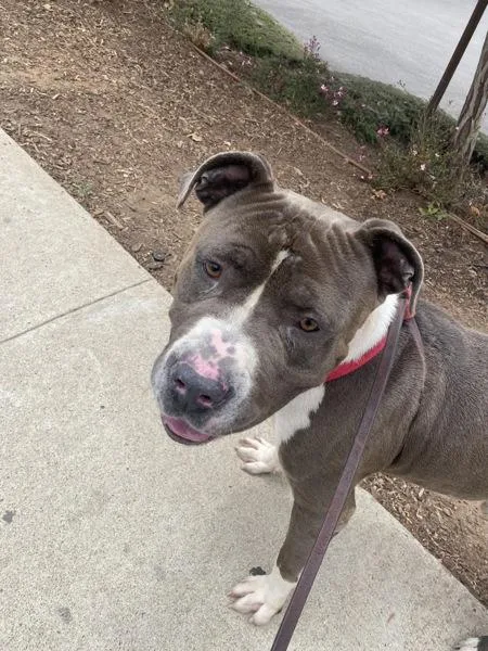 An adult large-sized male Pit Bull Terrier dog named Bear for adoption in San Diego, CA