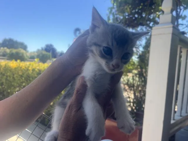 A baby small-sized male Domestic Short Hair cat named Cody for adoption in San Luis Obispo, CA