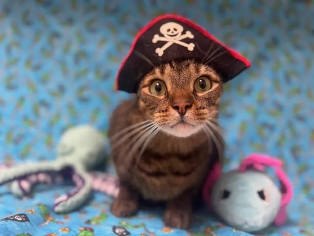 An adult small-sized male Domestic Short Hair cat named Whiskers for adoption in Fairfield, CA