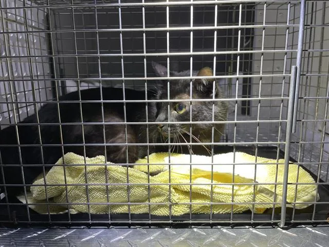 An adult large-sized male Domestic Short Hair cat named Zack for adoption in Palmetto, FL