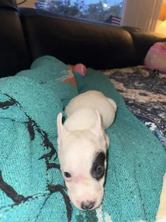 A baby small-sized male Tricolor (Brown, Black, & White) Mixed Breed dog named AcaiBerry for adoption in Grand Rapids, MI