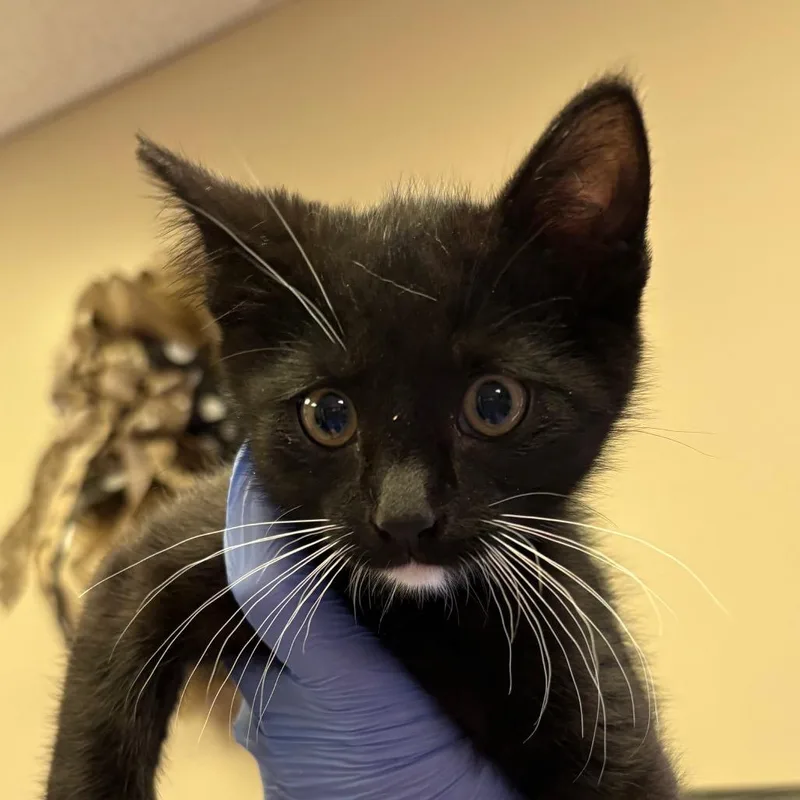 A baby small-sized male Black Domestic Short Hair cat named Pippin for adoption in Norfolk, NE