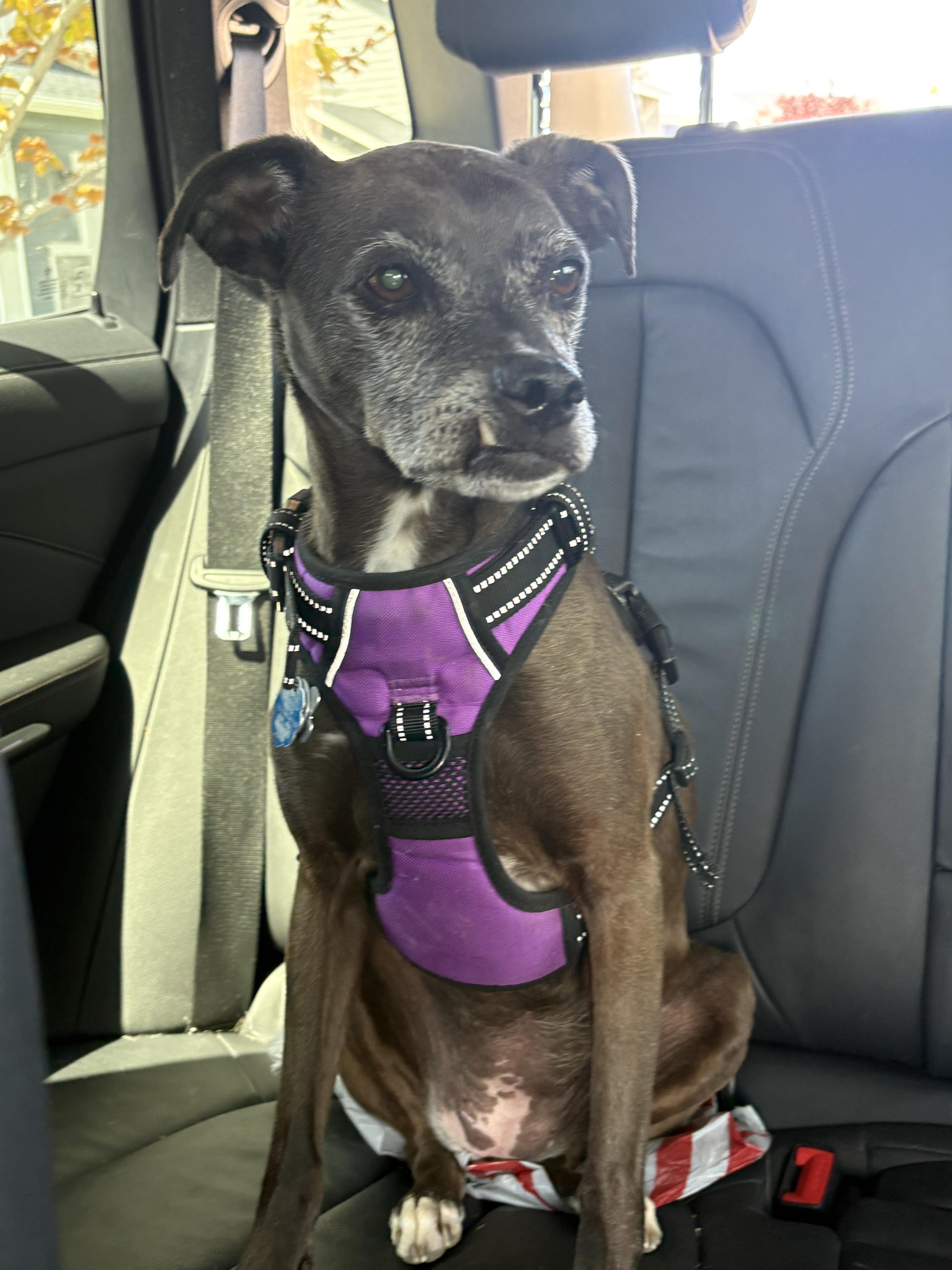 A senior medium-sized female Chihuahua dog named Bonnie for adoption in Twin Falls, ID