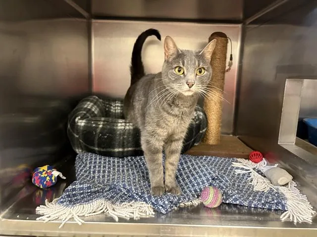 An adult medium-sized female Domestic Short Hair cat named Shadow for adoption in Brewster, MA