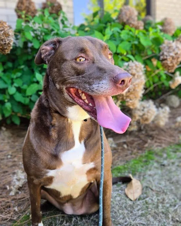 A young large-sized female Mixed Breed dog named Jolene for adoption in Douglasville, GA