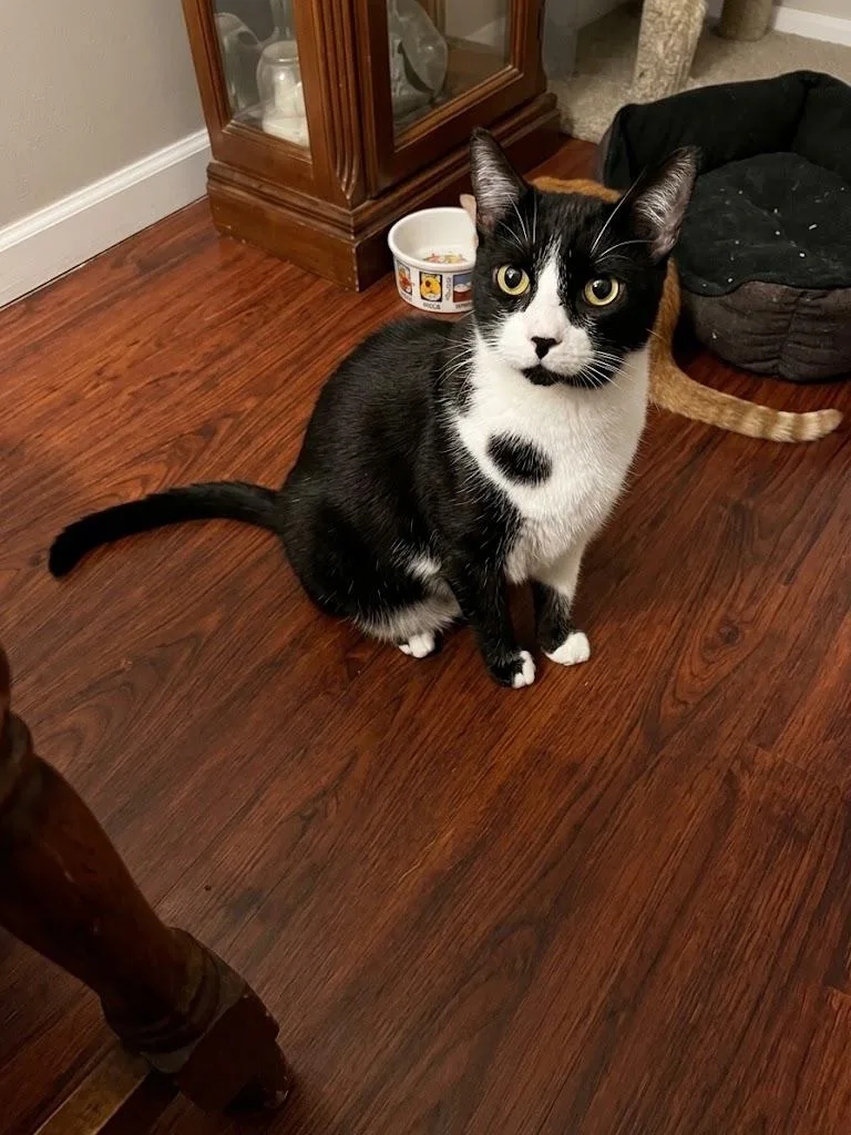 An adult large-sized male Domestic Short Hair cat named Snoopy for adoption in Antioch, CA