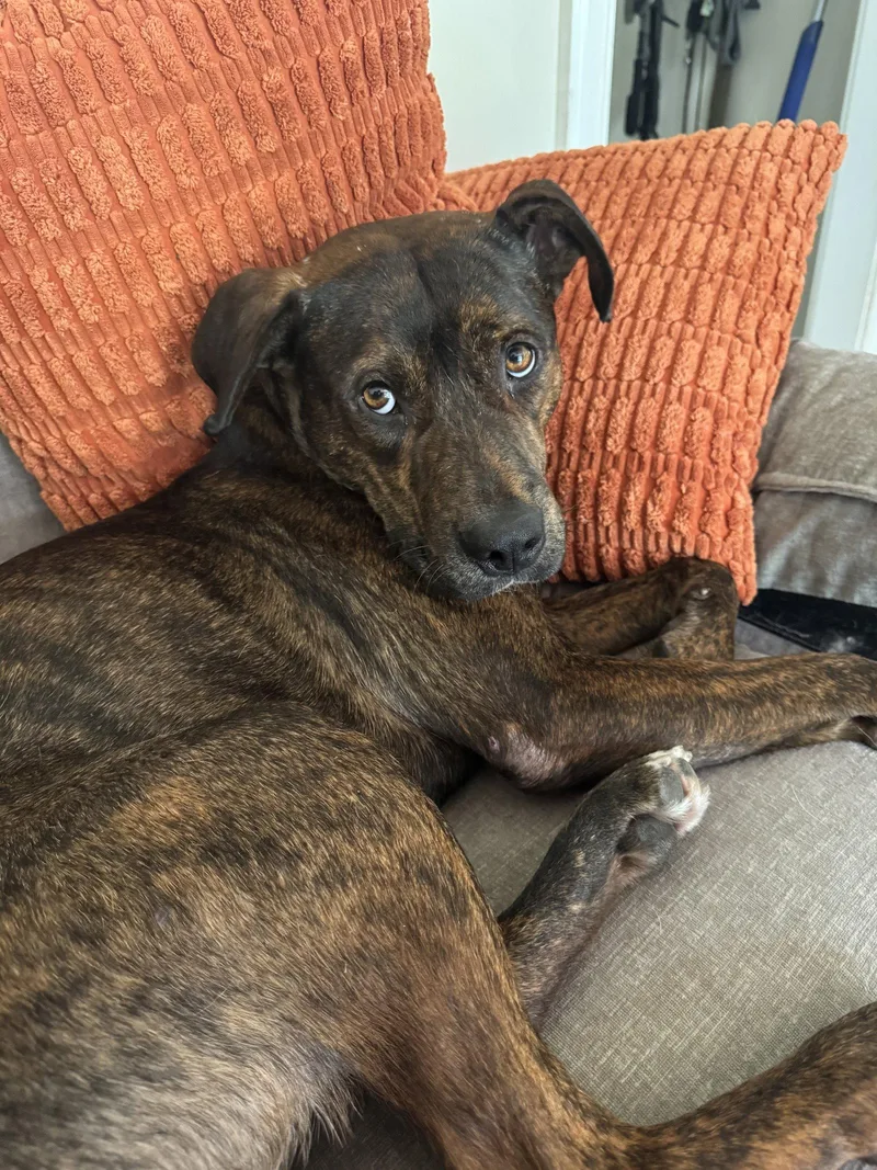 An adult large-sized male Terrier dog named Neil for adoption in Doylestown, PA