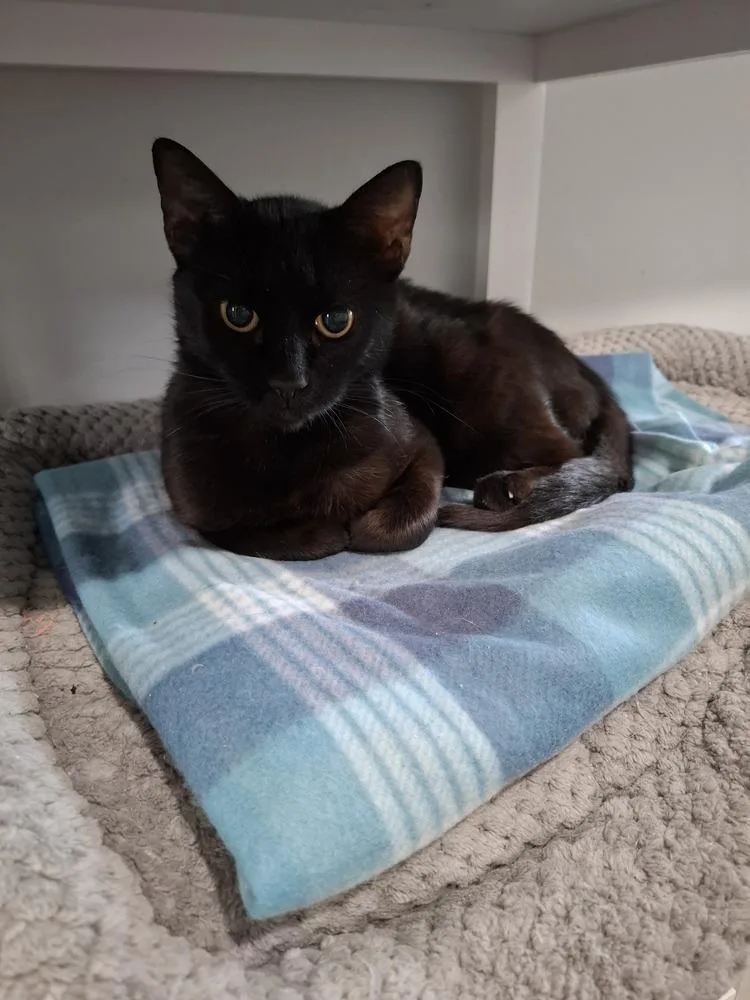 An adult medium-sized female Black Domestic Short Hair cat named Ziggy for adoption in Lewisburg, TN