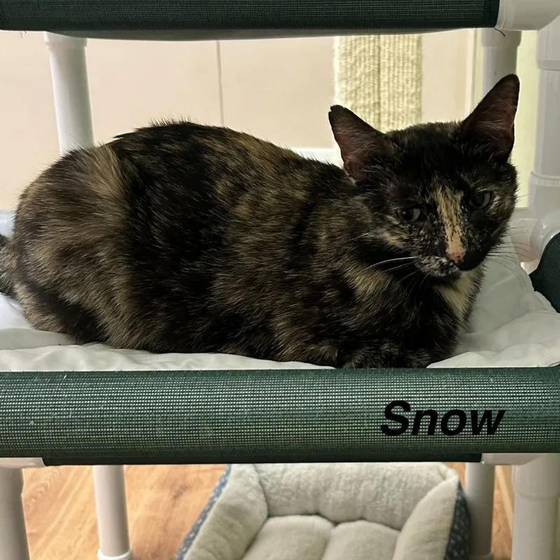 A senior medium-sized female Black Domestic Short Hair cat named Snow for adoption in Lakewood, CO