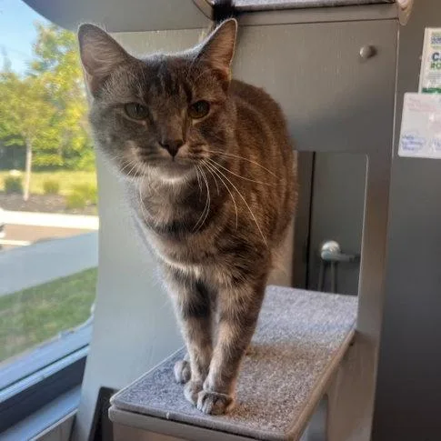 An adult small-sized female Gray / Blue / Silver Domestic Short Hair cat named Nancy for adoption in Georgetown, KY