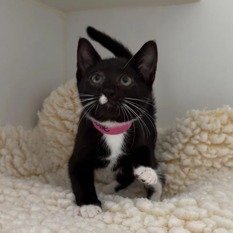 A baby small-sized female Black Domestic Short Hair cat named Croquette for adoption in Oakland, CA