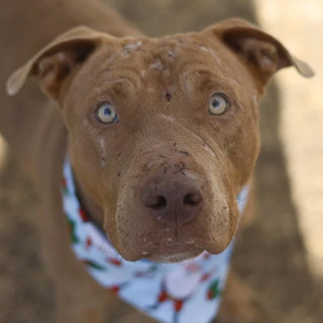 An adult medium-sized male American Staffordshire Terrier dog named Rocky for adoption in San Antonio, TX