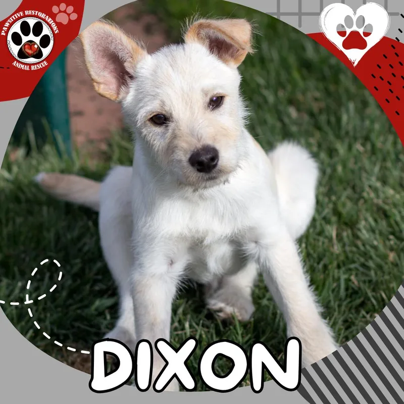Dixon thumbnail 2