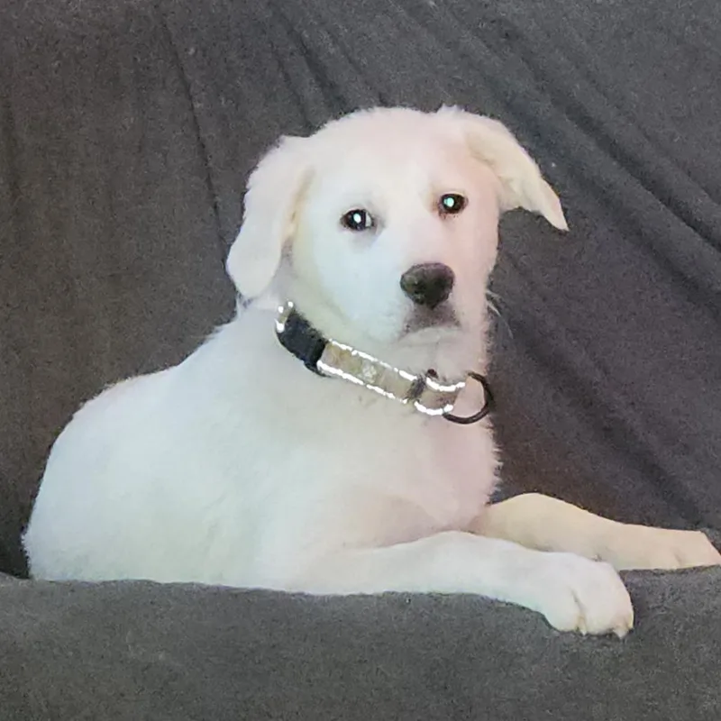 A baby small-sized female White / Cream Great Pyrenees dog named Kaelis for adoption in Fredericksburg, VA