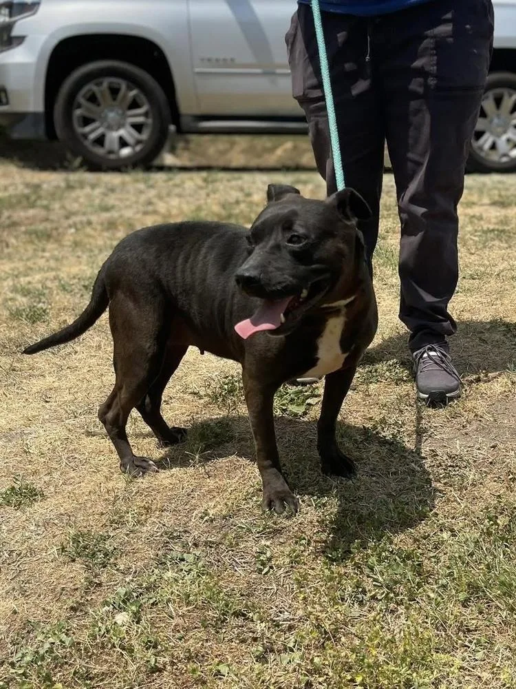 A young medium-sized female Tricolor (Brown, Black, & White) Staffordshire Bull Terrier dog named Gloria Girl for adoption in Brewster , NY
