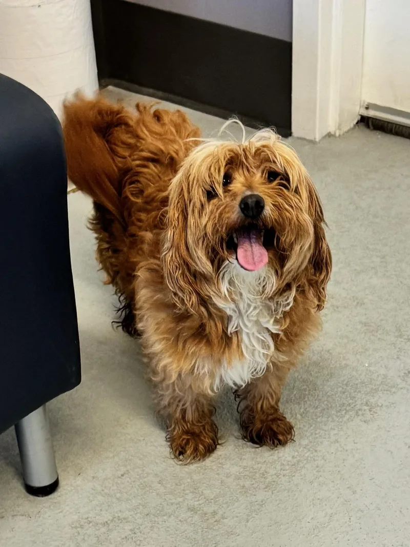 An adult small-sized female Apricot / Beige Terrier dog named Odette for adoption in Boston, MA