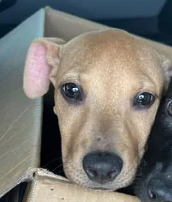 A baby small-sized female Labrador Retriever dog named Copperella for adoption in San Antonio, TX