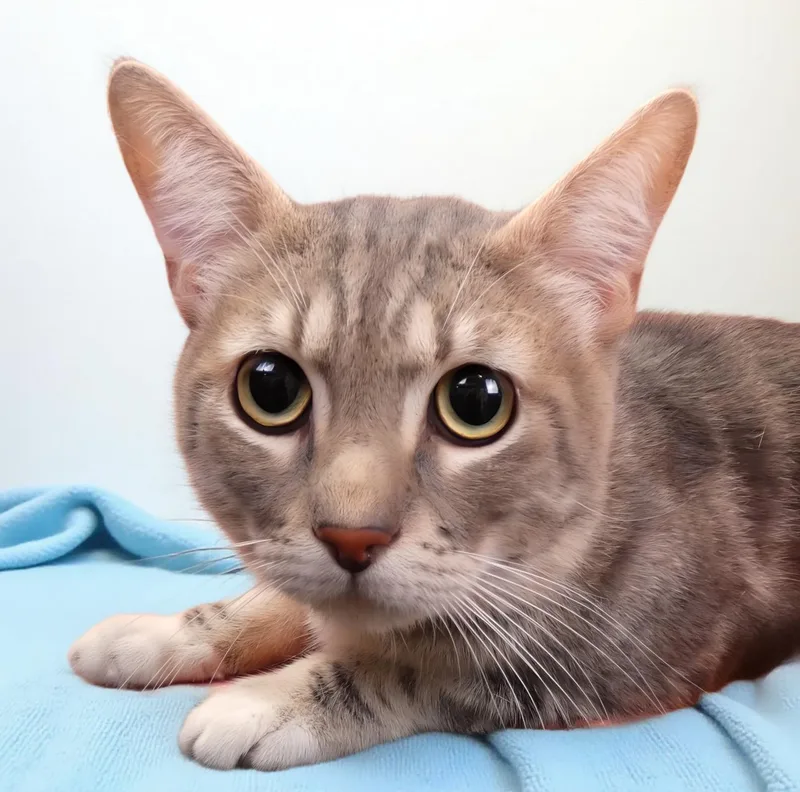 A young small-sized male Domestic Short Hair cat named Romeo for adoption in Pasadena, CA
