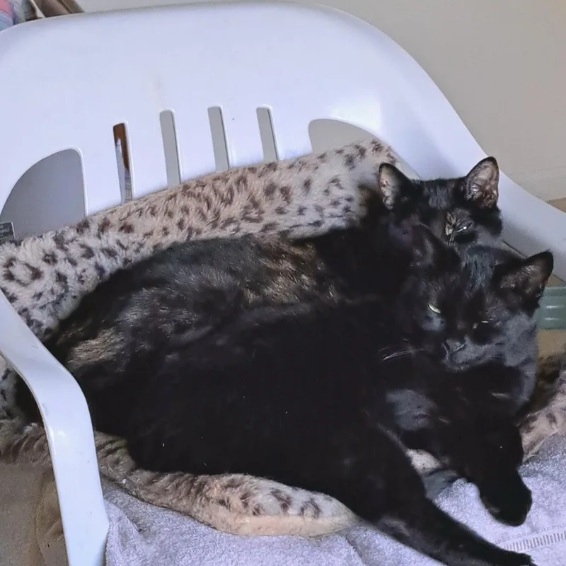 Ginger & Sweetie thumbnail 2