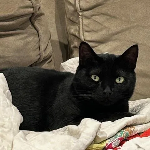 Ginger & Sweetie thumbnail 3