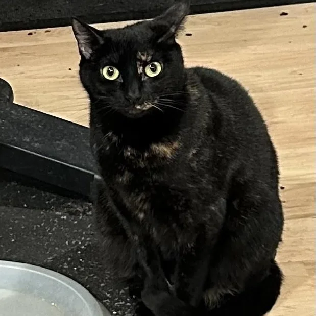 Ginger & Sweetie thumbnail 4