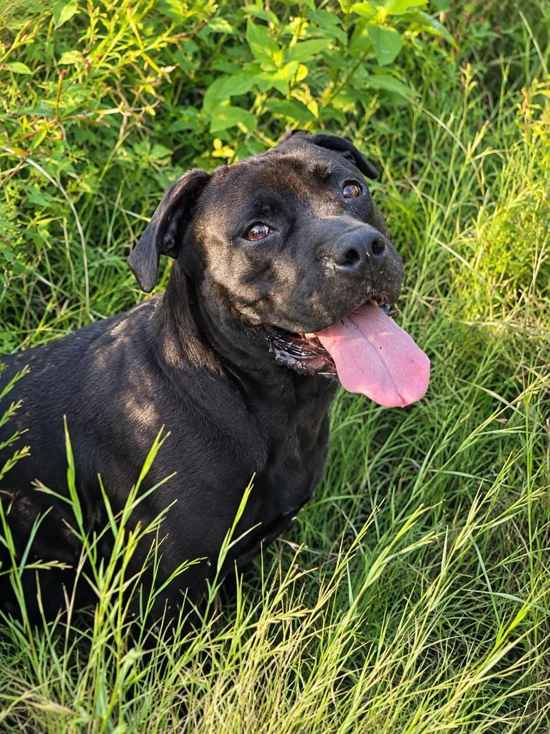 A young medium-sized male Black American Staffordshire Terrier dog named Myles for adoption in Houston, TX