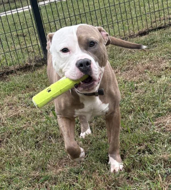 An adult large-sized male Pit Bull Terrier dog named Rascoe for adoption in Virginia Beach, VA