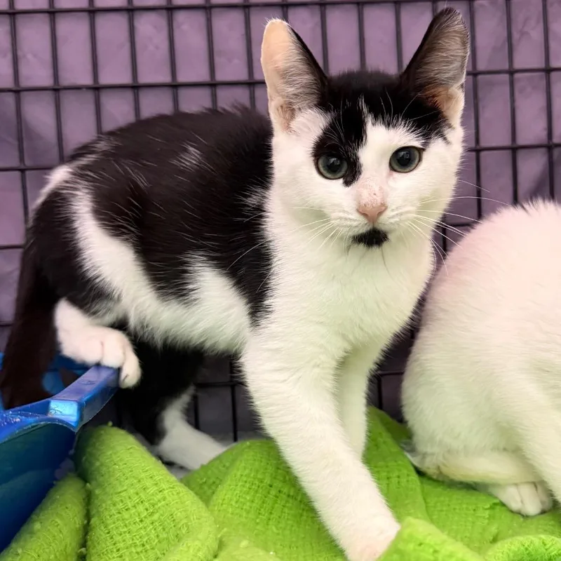 A baby small-sized male Domestic Short Hair cat named Zephyr for adoption in Ewing, NJ