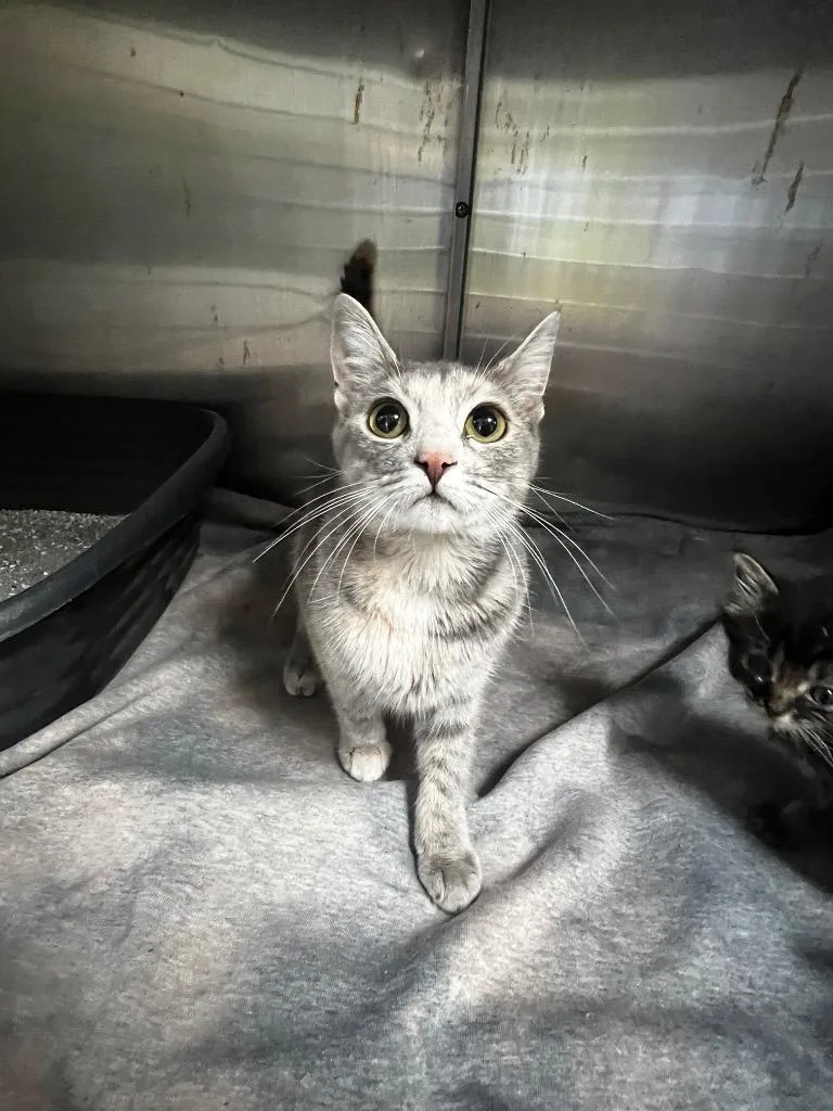 A young small-sized female Tabby (Gray / Blue / Silver) Domestic Short Hair cat named Sprite for adoption in Winnsboro, SC