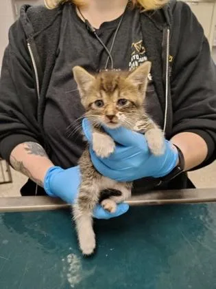 A baby small-sized female Domestic Short Hair cat named Leafpool for adoption in Gastonia, NC