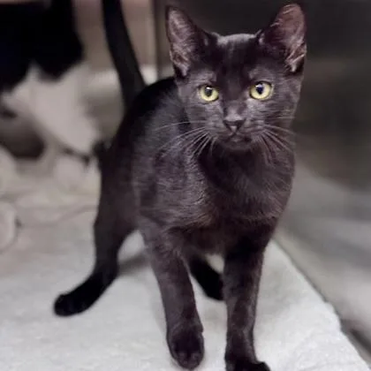 A baby small-sized female Black Domestic Short Hair cat named Nyx for adoption in New Fairfield, CT