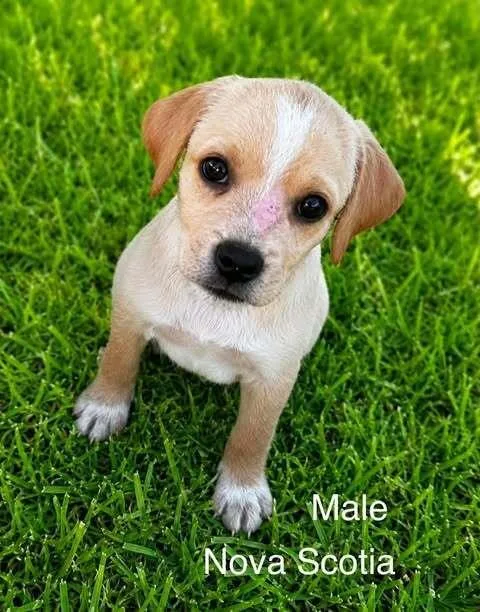 A baby small-sized male Terrier dog named Nova Scotia for adoption in Waunakee, WI