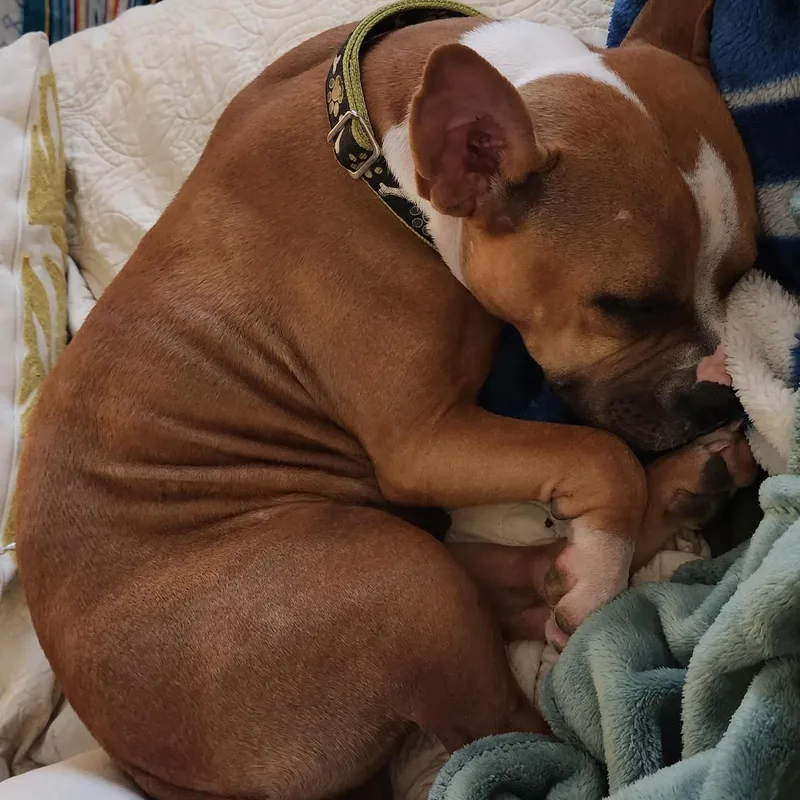 Cleopatra thumbnail 5